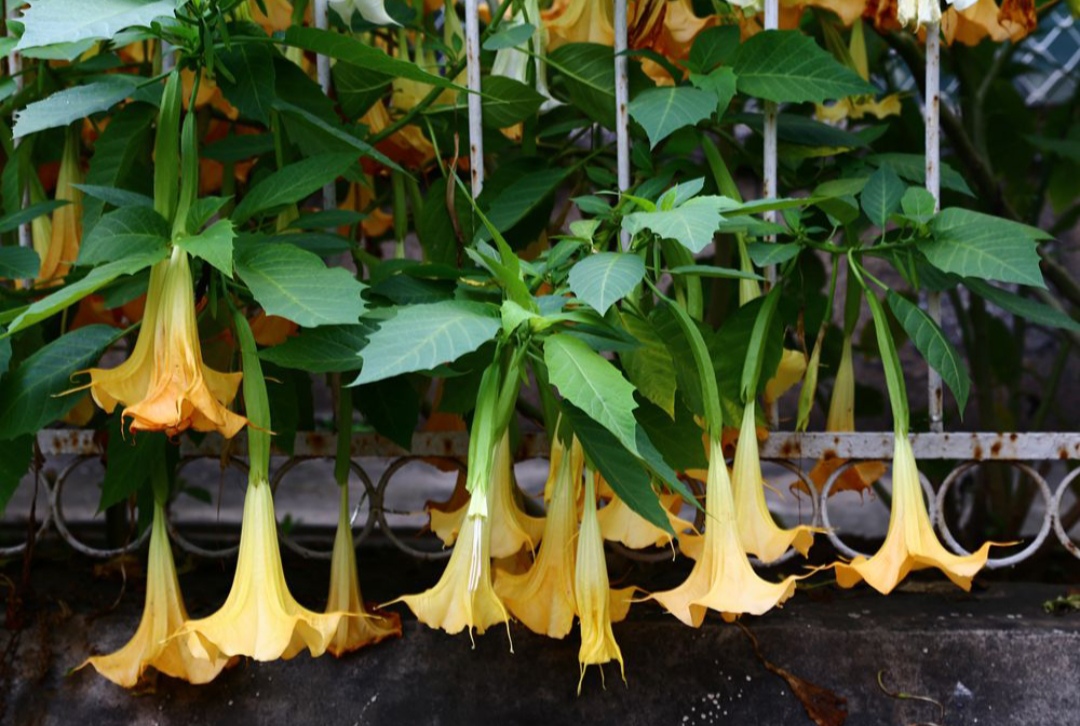 10种最毒花卉,20种大毒花