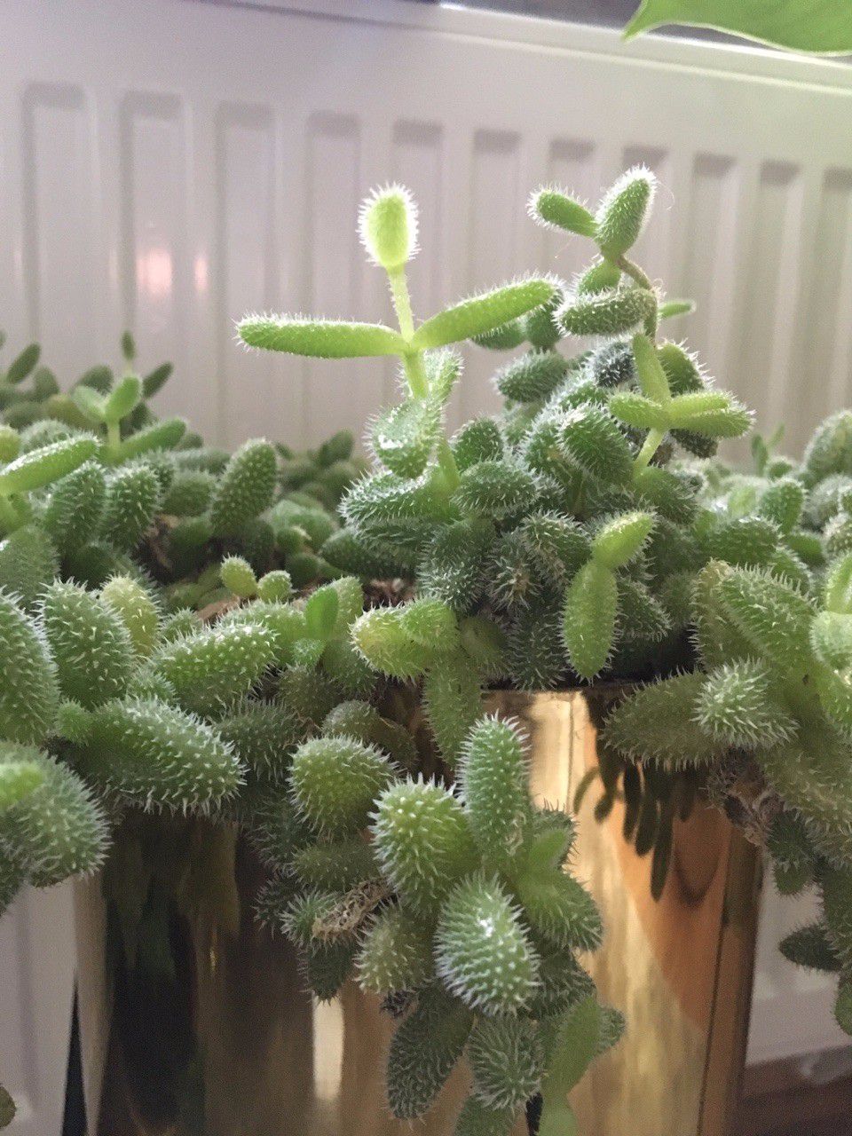 叶子上有尖刺的植物,叶子上带有小刺的草