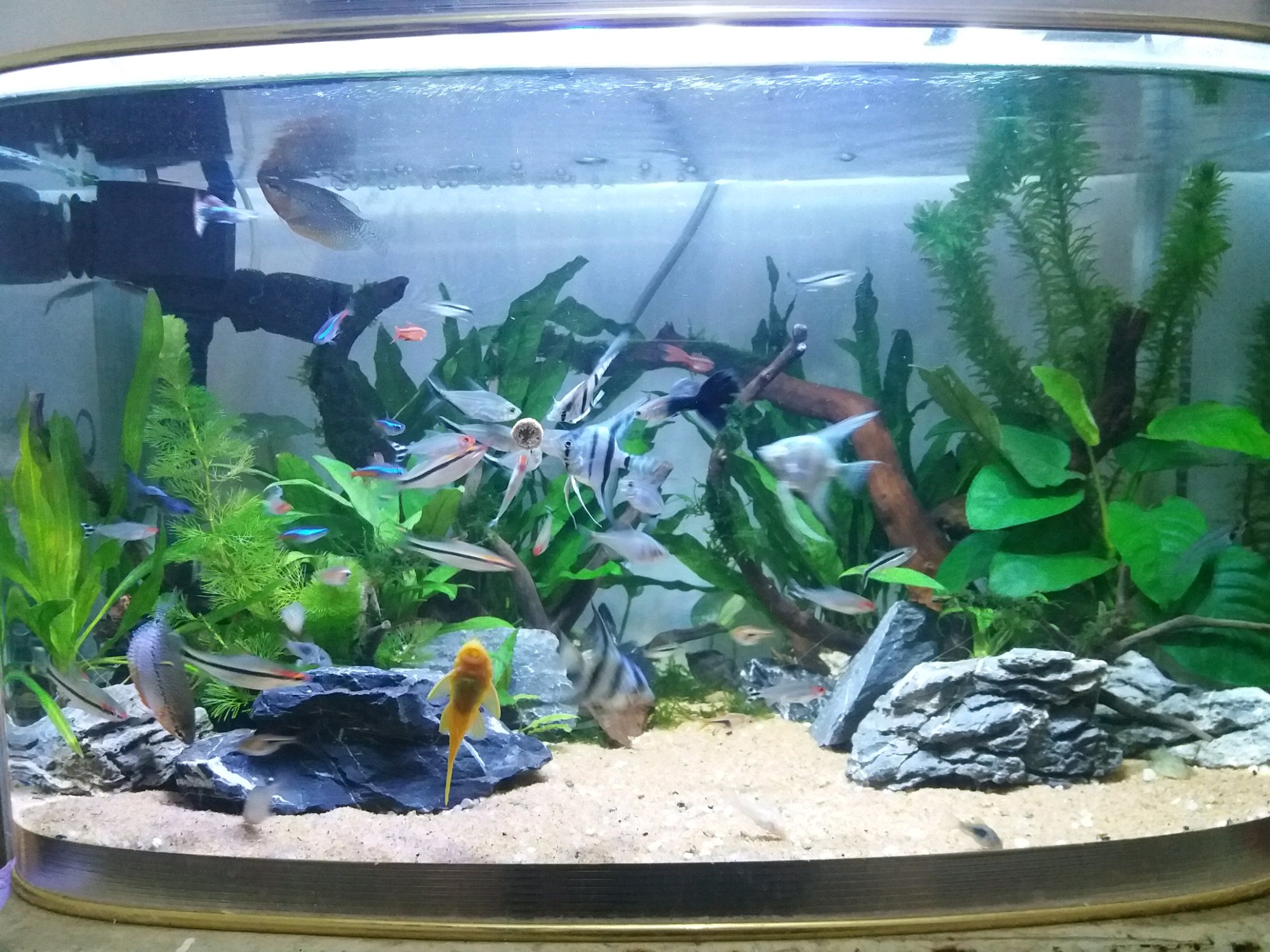 新手养鱼买什么鱼缸好,新手养鱼买什么鱼缸比较好