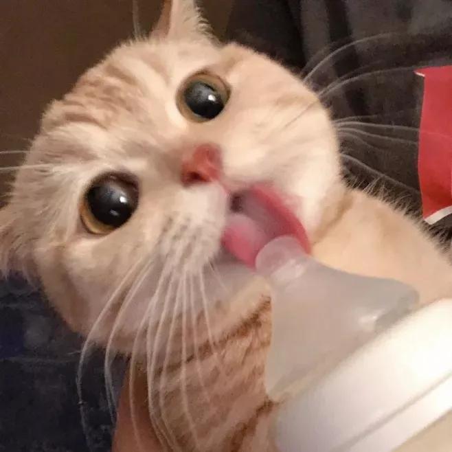 有没有一种方法让猫咪不要叫,怎么喊猫咪才能让猫咪过来呢