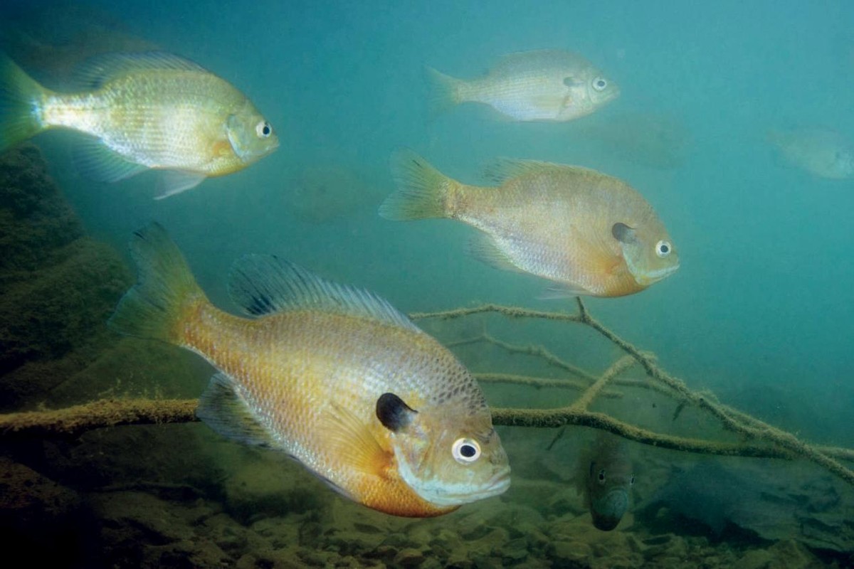 太阳鱼在中国能泛滥成灾吗,太阳鱼入侵的危险