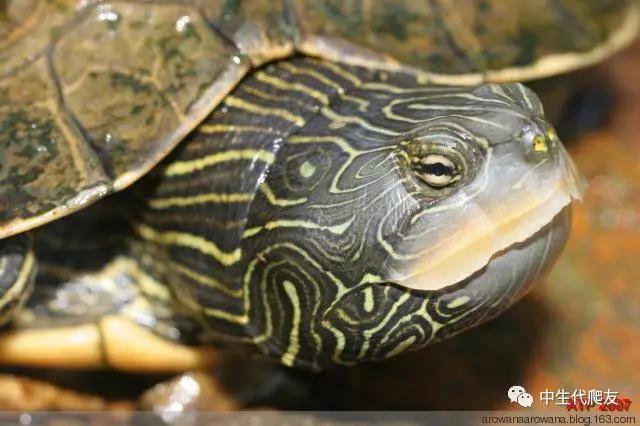正宗的地图龟,史上最差的地图龟