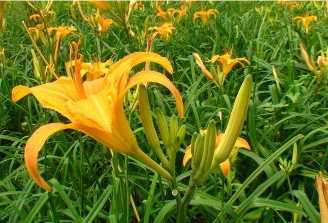 黄花菜用什么药杀青,黄花菜采摘后怎么处理烘干