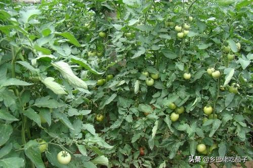 种植西红柿怎样去老叶的视频,种植西红柿如何防倒伏