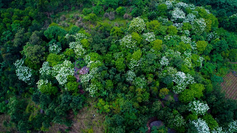 隐世原乡，又见桐花开。