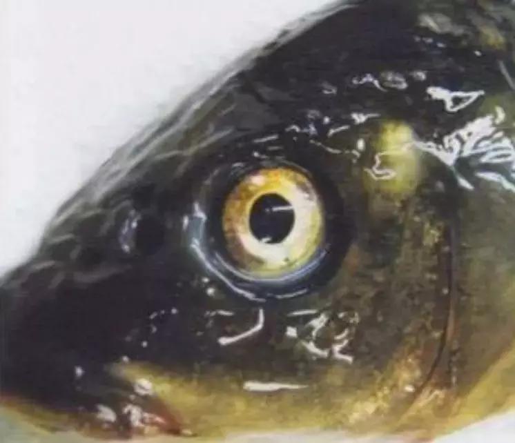 罗非鱼疱疹病毒怎么治,疱疹病毒如何防治