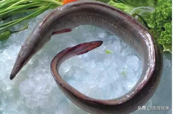 南澳渔民出海最常见的50种海鱼，都吃过，你就能退休了！