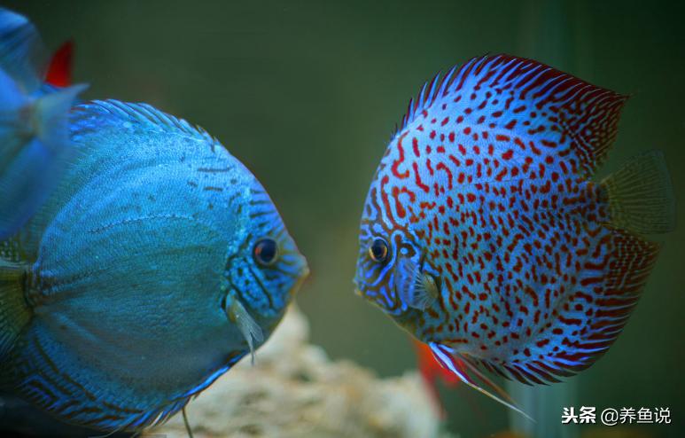 在网上买观赏鱼买大的还是小的,网上买观赏鱼合法吗