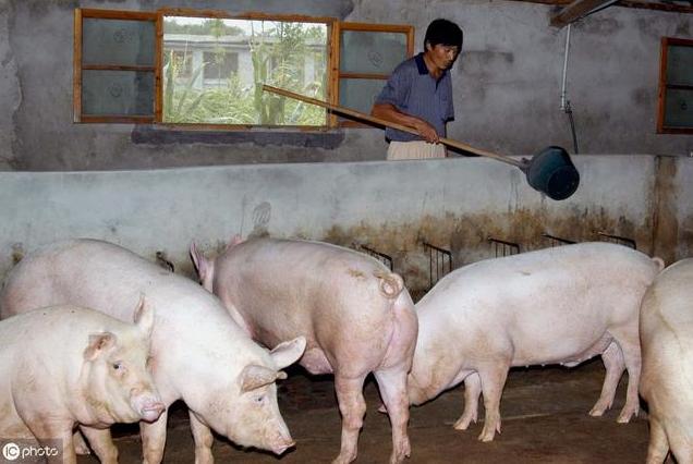 仔猪拉稀不吃能灌生鸡蛋吗,仔猪拉稀不吃料