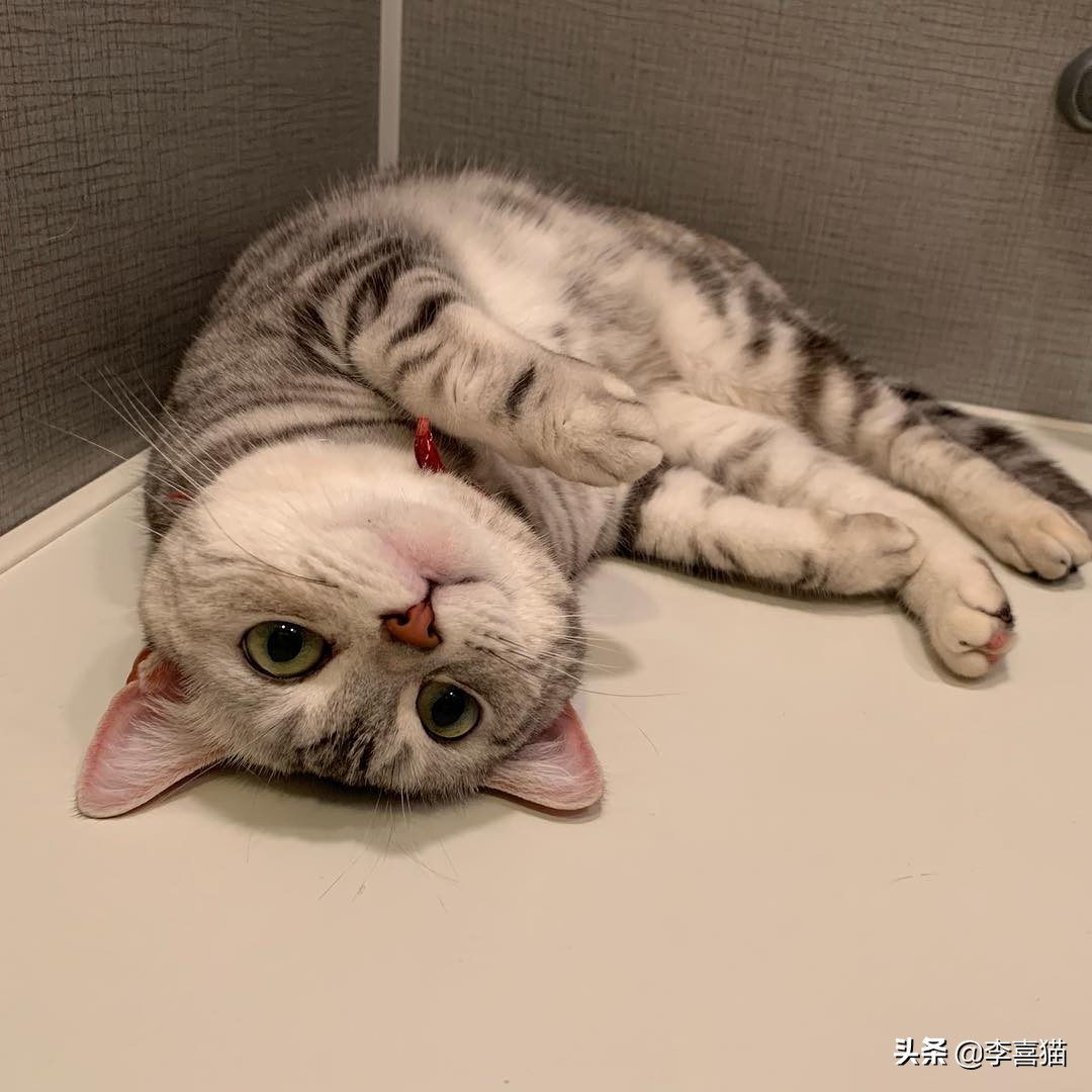 怎么判断猫妈妈还会不会养小猫,猫妈妈抛弃小猫的原因