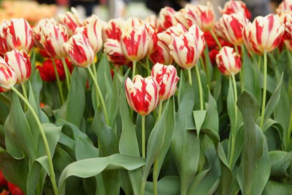 每周一花红玫瑰,花点时间郁金香