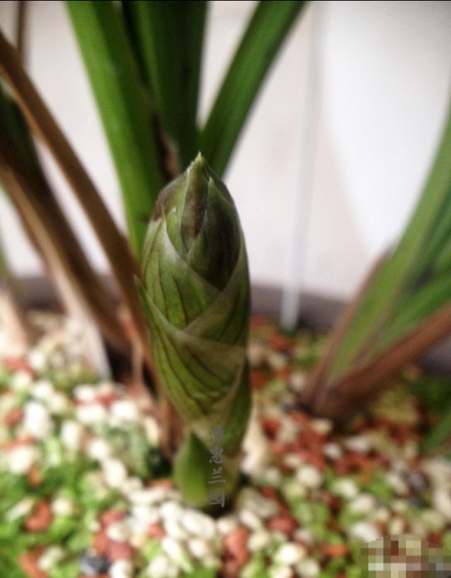 蕙兰老八种里最好看的品种,蕙兰中最值得入手的品种