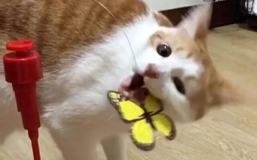 猫咪到新环境害怕怎么缓解,怎么才能帮助受惊猫咪走出阴影