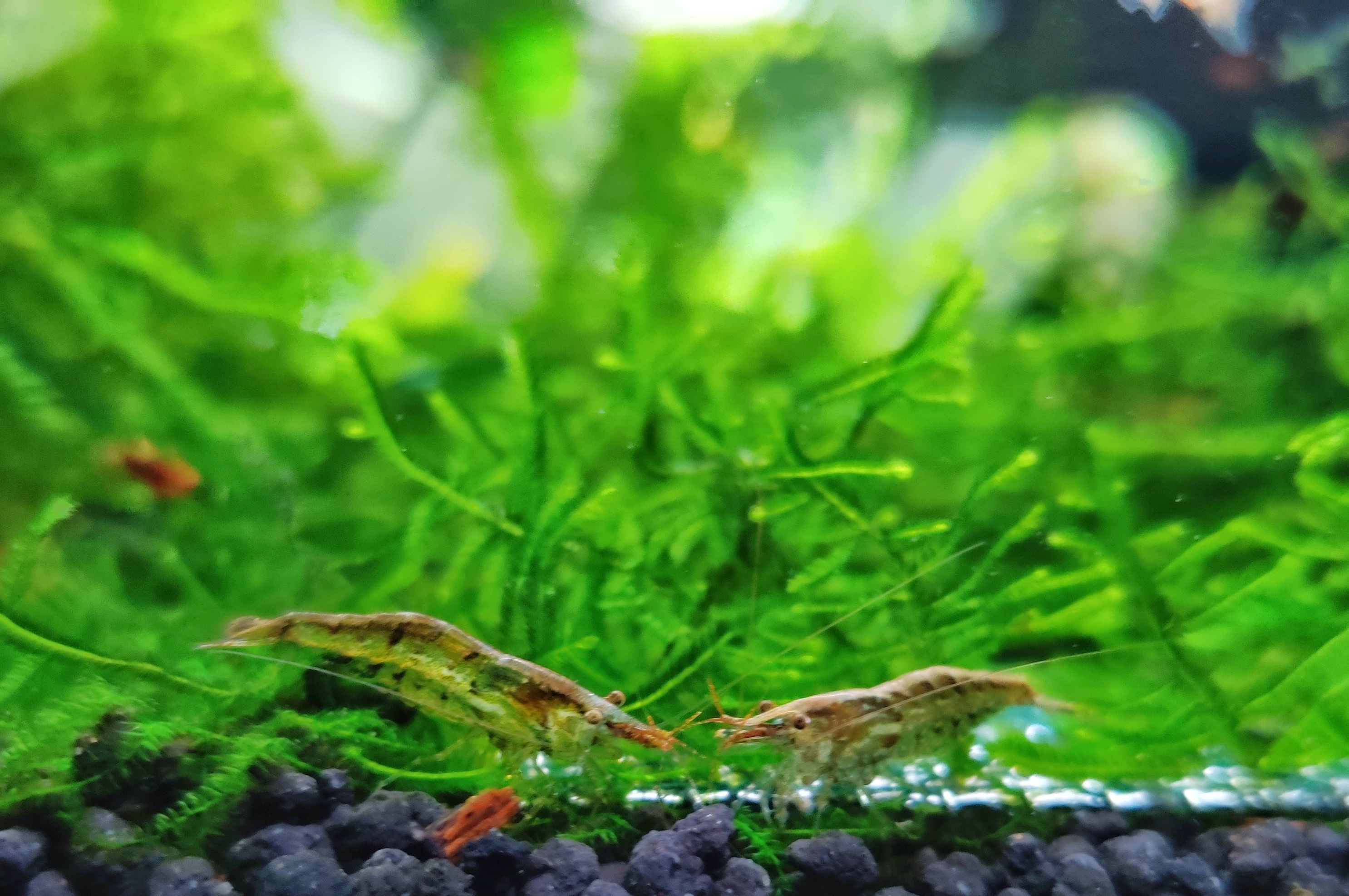 水草为什么会烂叶坏根,水草缸的水草怎样才能养好活