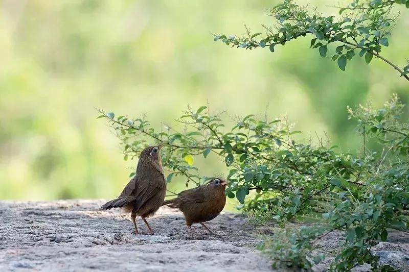 2022年一级保护野生动物有哪些,2025年我国野生保护动物