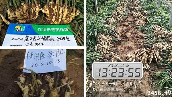 大姜的高产种植技术指导视频,大姜高产标准化种植技术