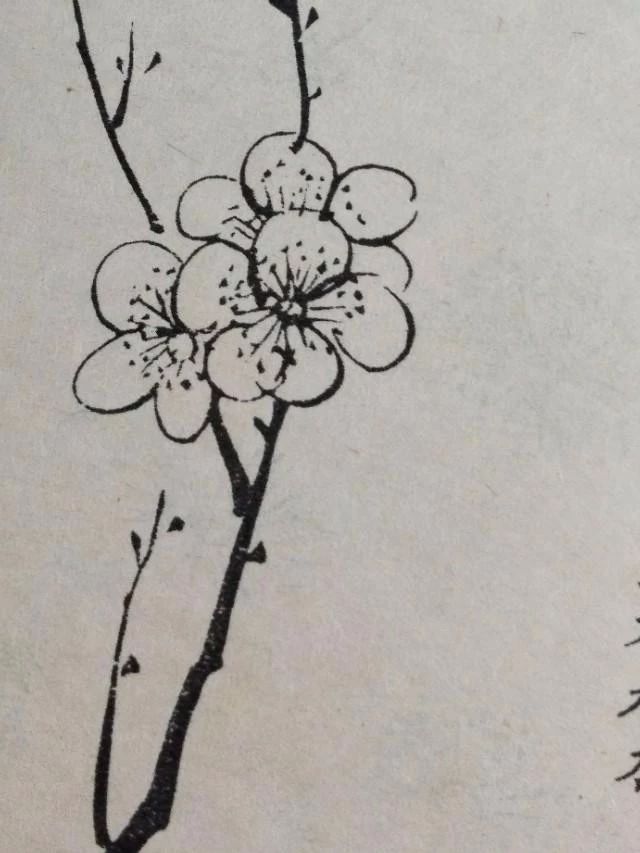 梅花该怎么画才好看,梅花用什么笔画最好看
