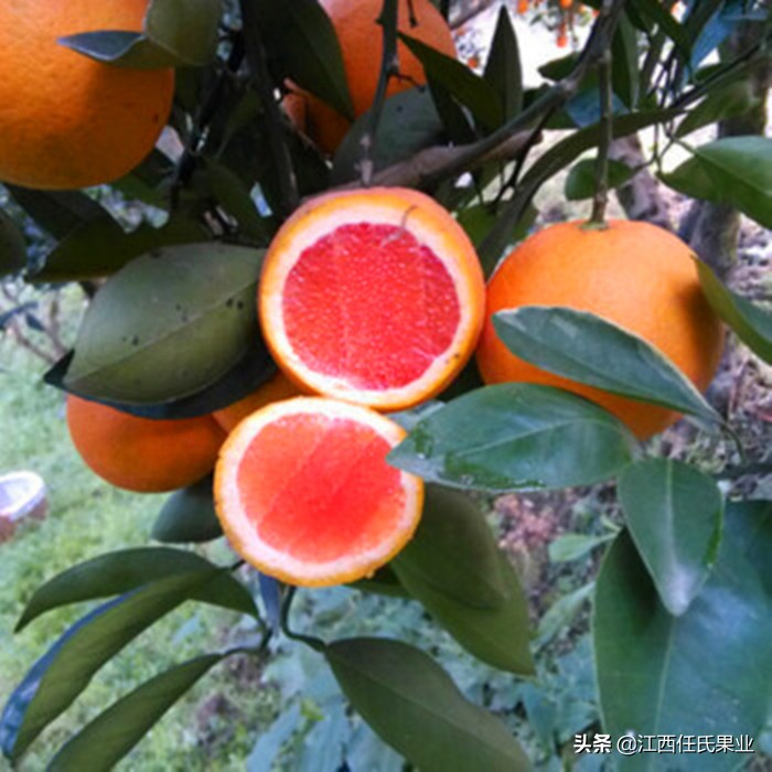 国内哪些牌子的橙比较甜,中国最有名的橙