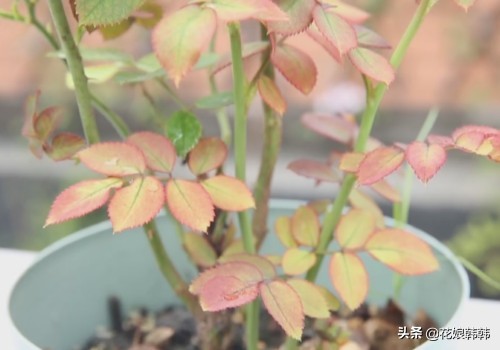 如何判断是月季芽和蔷薇笋,蔷薇笋和月季笋的区别