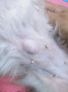 狗狗得脐疝不治疗会死吗,狗狗脐疝修复有必要做吗