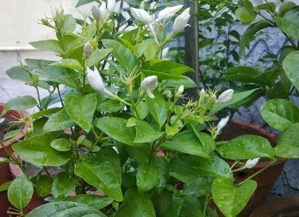 油烟机的废油怎么倒掉,油烟机清理出来的油怎么处理