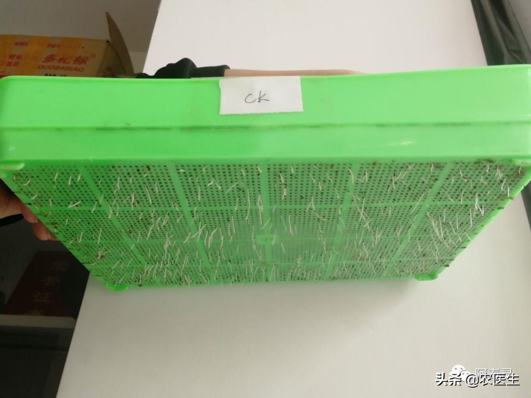 水稻苗床最怕的一种病害立枯病,水稻育秧病害防治