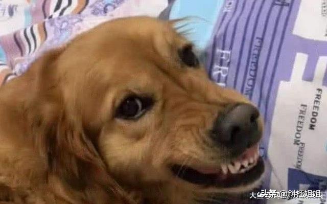 狗狗经常挨打容易出现哪些坏毛病,为什么狗狗挨打不长记性