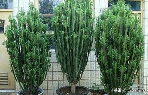 这5种花适合春天养,这5种花看着只能养一年