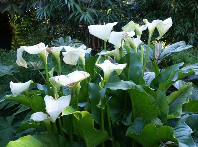 马蹄莲怎么养殖才开花,马蹄莲怎么种才可以开花