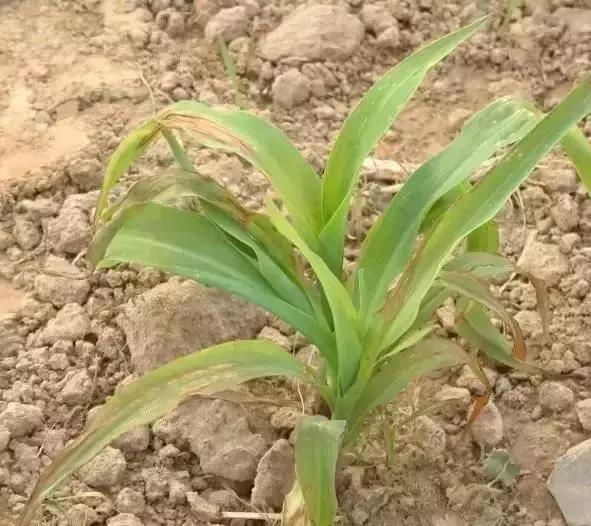 玉米苗后除草剂药害解决方法,前茬除草剂药害咋办