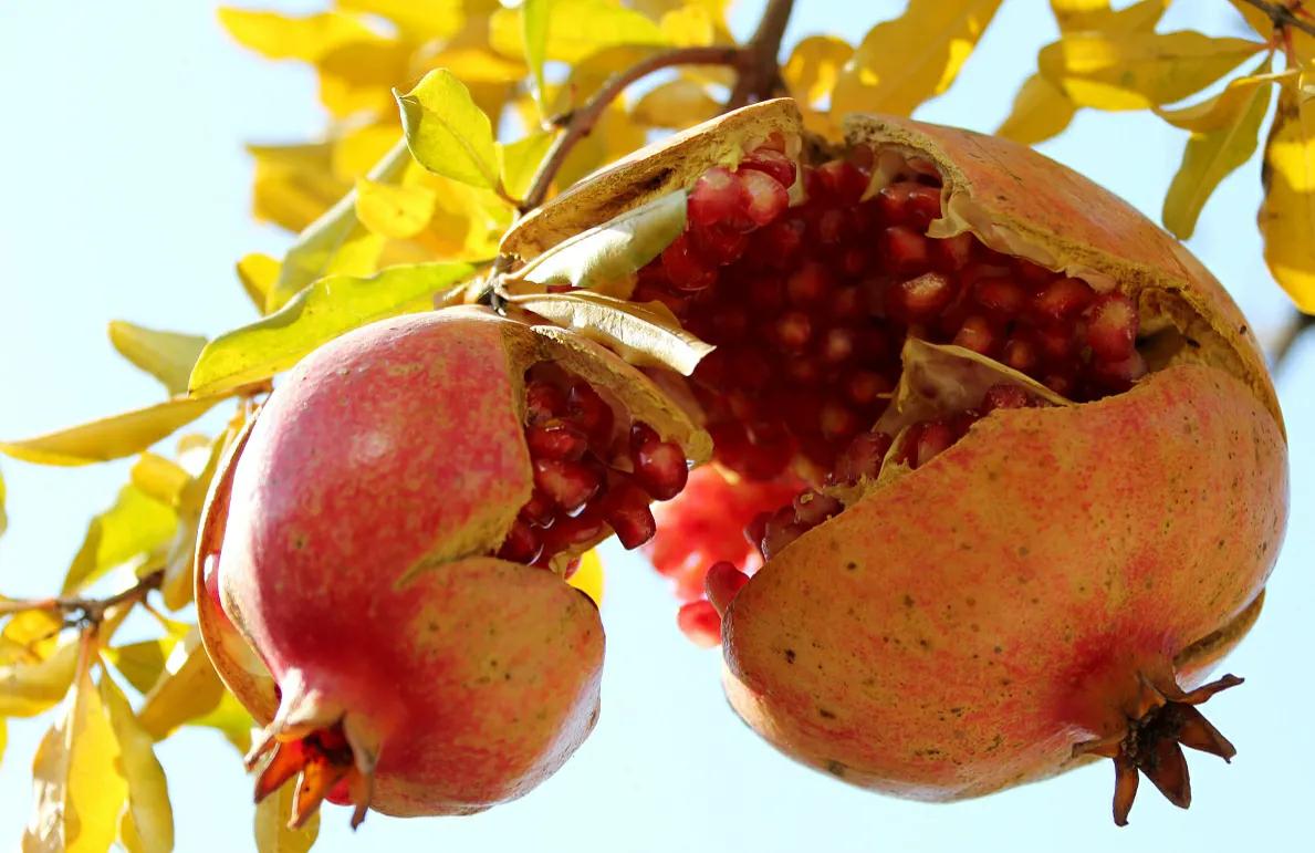 水果多子多福除了石榴还有什么,石榴为什么多子多孙