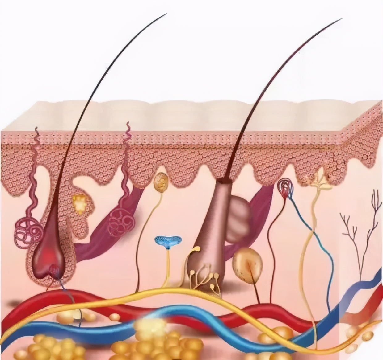 头发越来越细软怎么护理,头发细软怎么调理视频