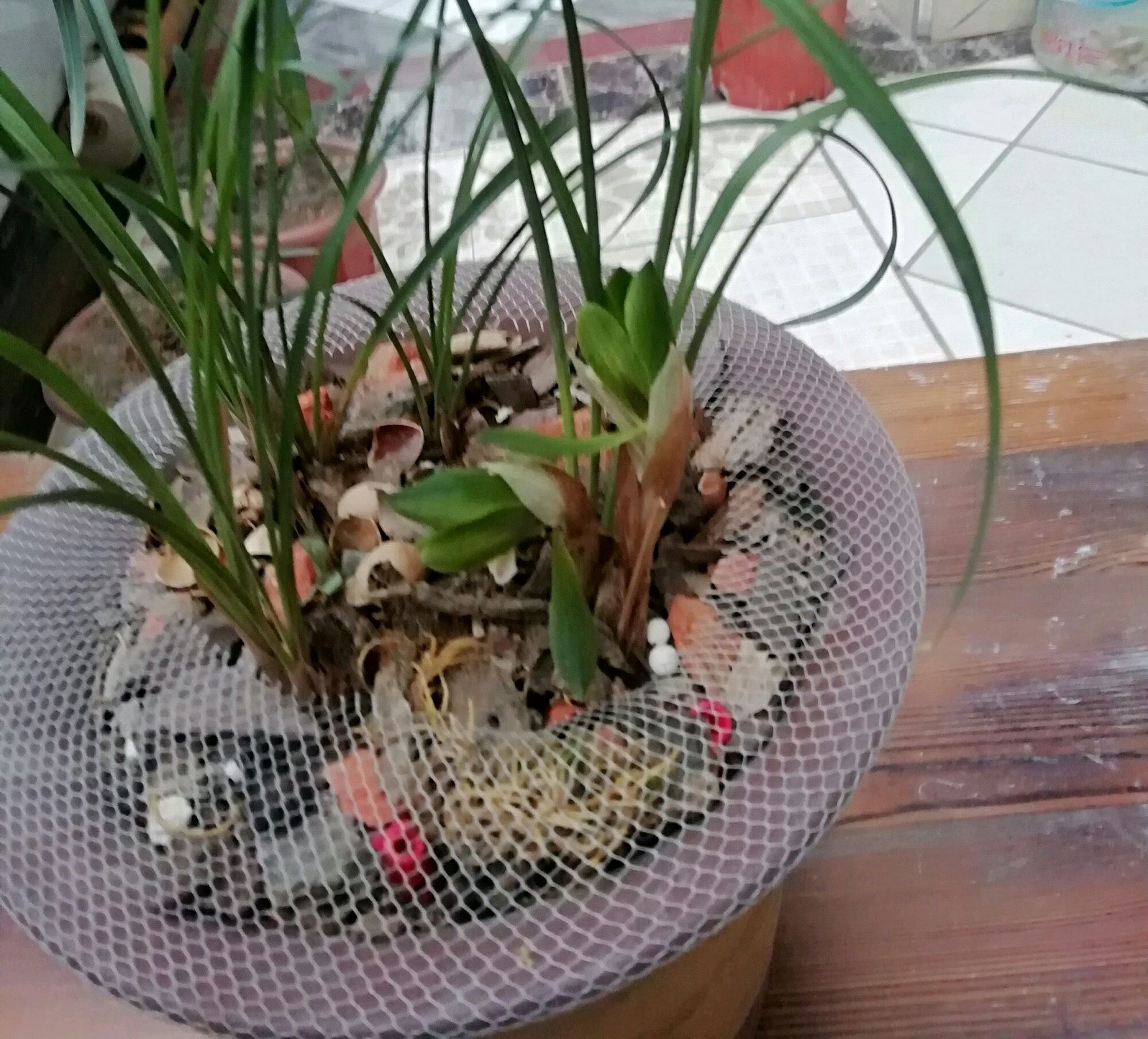 兰花冒尖是要开花了吗,兰花出花苞后黑尖怎么办