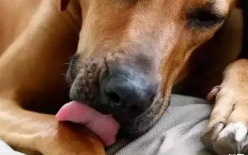 狗狗舔了自己的伤口怎么办,被狗狗舔到伤口超过24小时