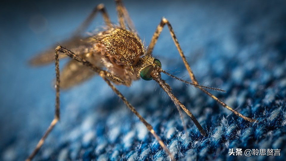 蚊子诗精选三十六首莫恨我心儿毒，只因你口儿馋