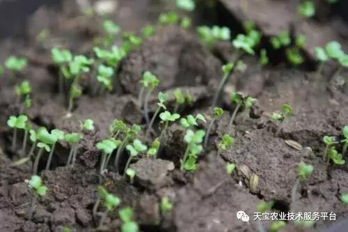 怎么识别种子,陈种子的鉴别方法视频