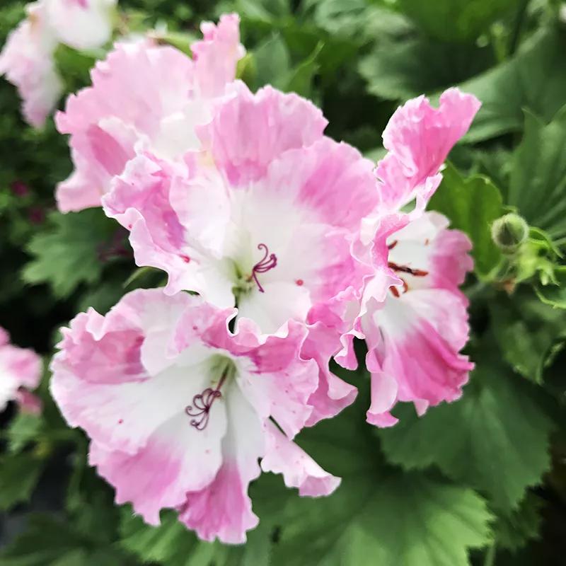 10种天竺葵,天竺葵100种图片大全