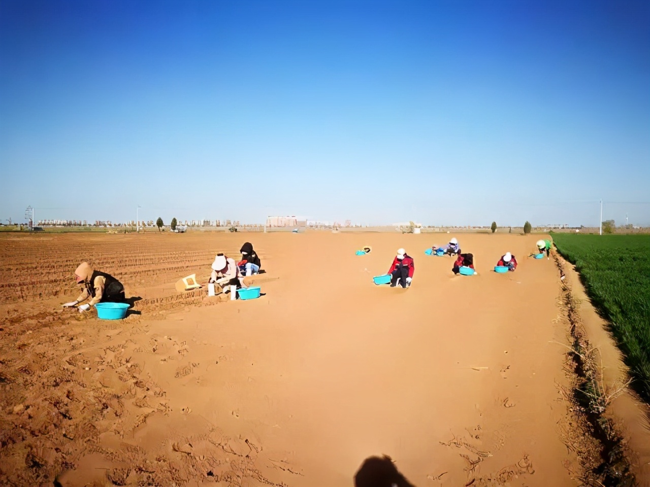 吃了那么多年山药，原来只是在吃菜，不懂山药真的买不到好山药