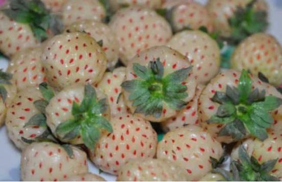 这种奇怪的果子你见过吗,这种水果很罕见