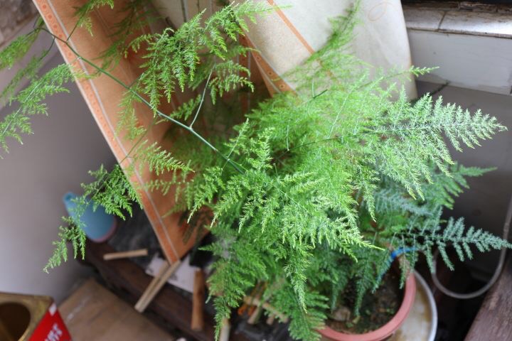 文竹黄叶一定要剪掉，做好“3件事”，新芽不停长，如层层翠云