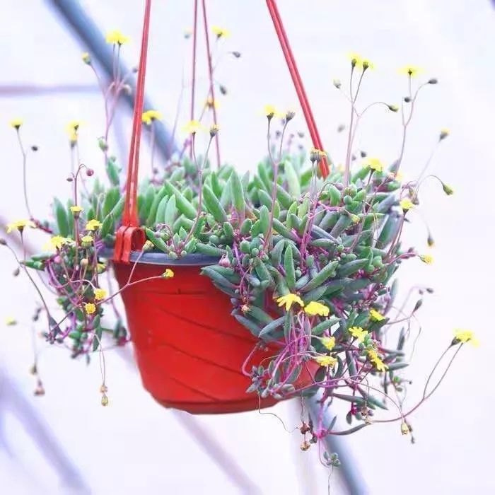 八种好看又好养的多肉，看看你家养了几种？