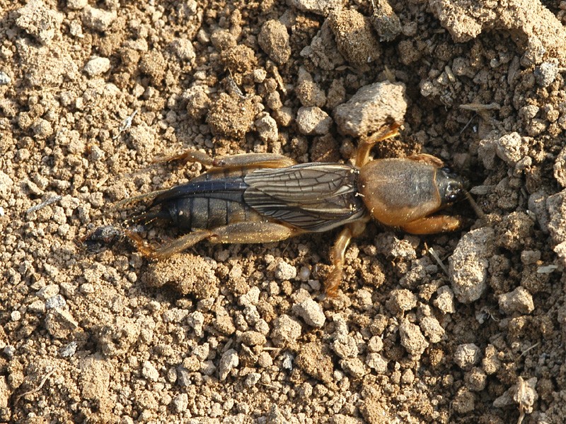 北方常见的昆虫科普知识大全集,南方动植物昆虫实物图鉴