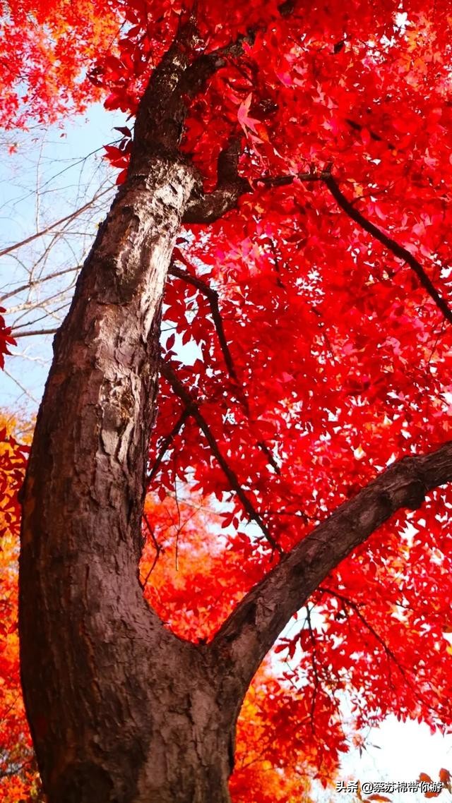 本溪赏枫攻略,本溪赏枫景区