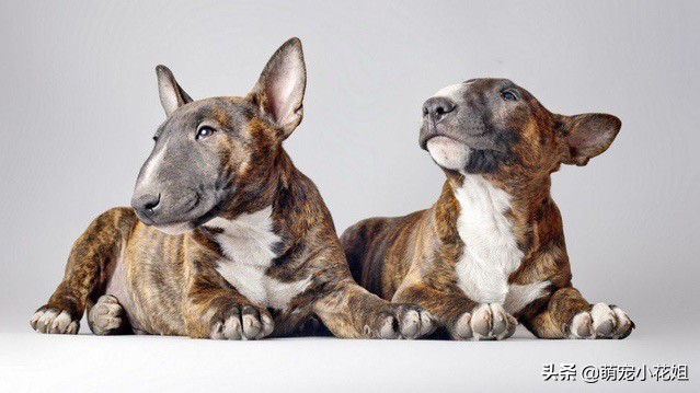 去犬舍买狗如何避免被坑,犬舍买狗注意事项