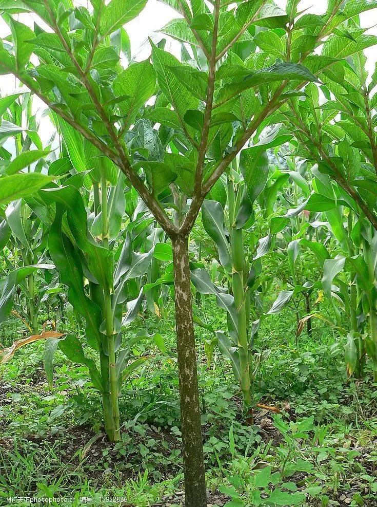 不得不说的濮阳美食,好吃的恩施特色美食价格