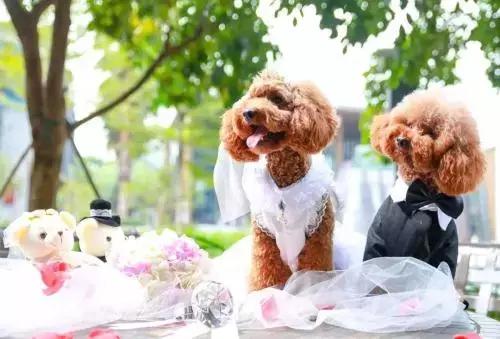 开宠物店一个月可以赚多少钱,揭秘宠物店是怎么赚钱的