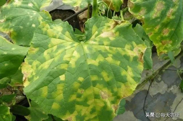 真菌治疗难点,真菌治不好怎么办