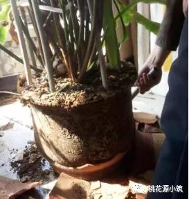 生活养花小妙招,昙花叶片变厚的秘诀