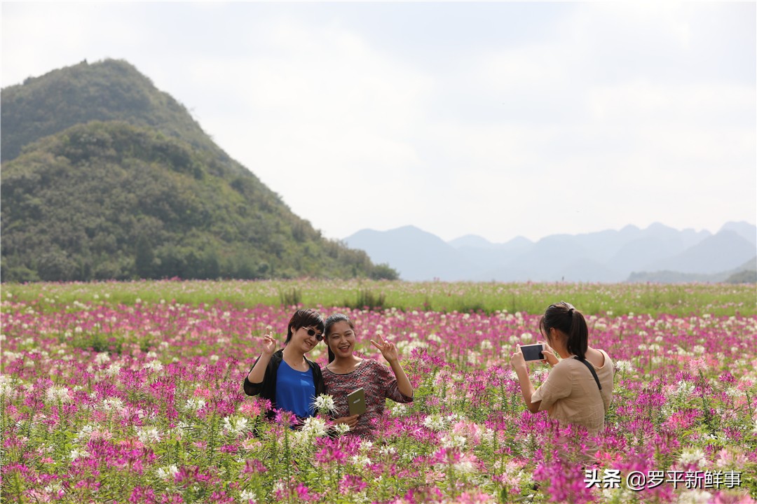 罗平七彩花田金鸡,罗平金鸡七彩花海
