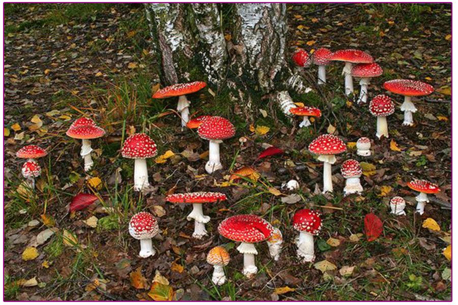 奇幻森林的儿童绘画作品,怎么画森林精灵儿童画